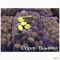 Картофель, Винета