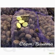 Картофель, Винета
